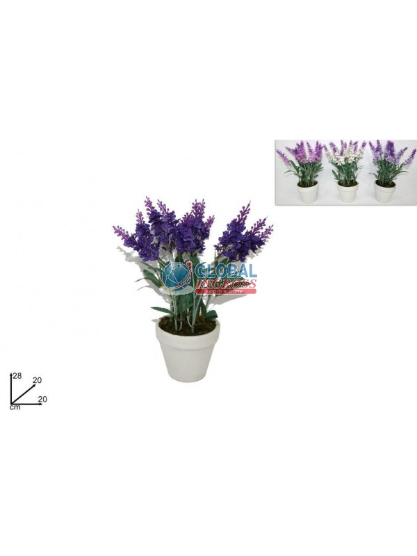 PIANTINA LAVANDA