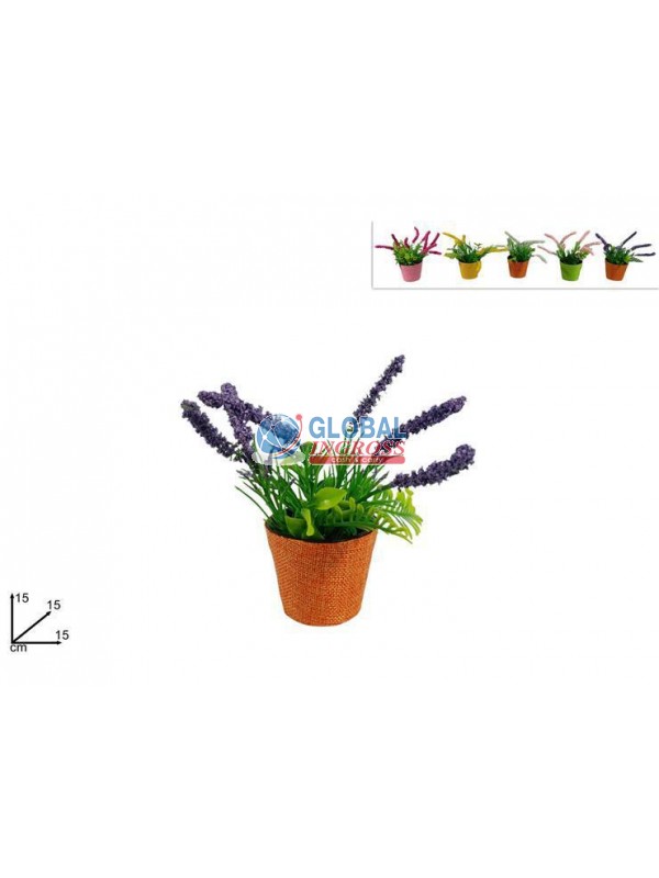 PIANTINA C/FIORI LAVANDA