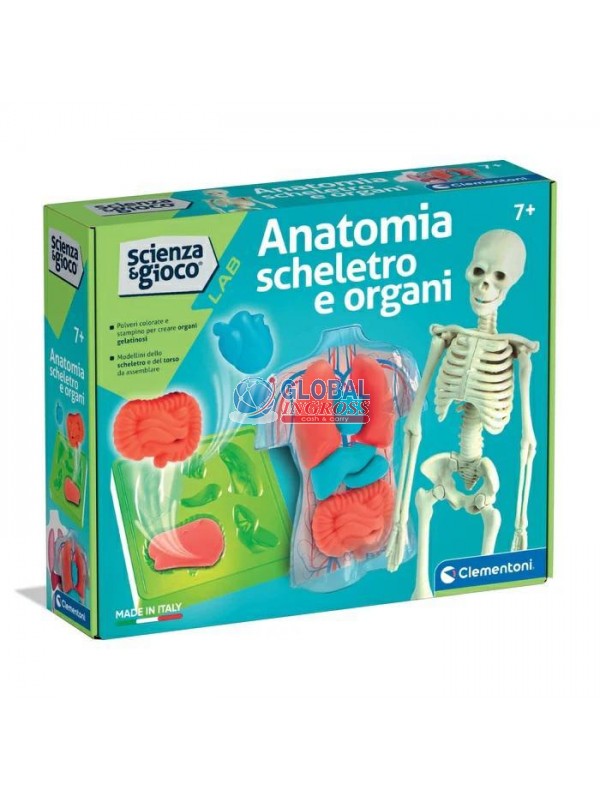ANATOMIA SCHELETRO E ORGANI