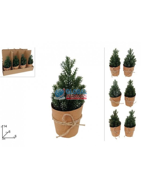 PIANTINA MINI ABETE ASS.