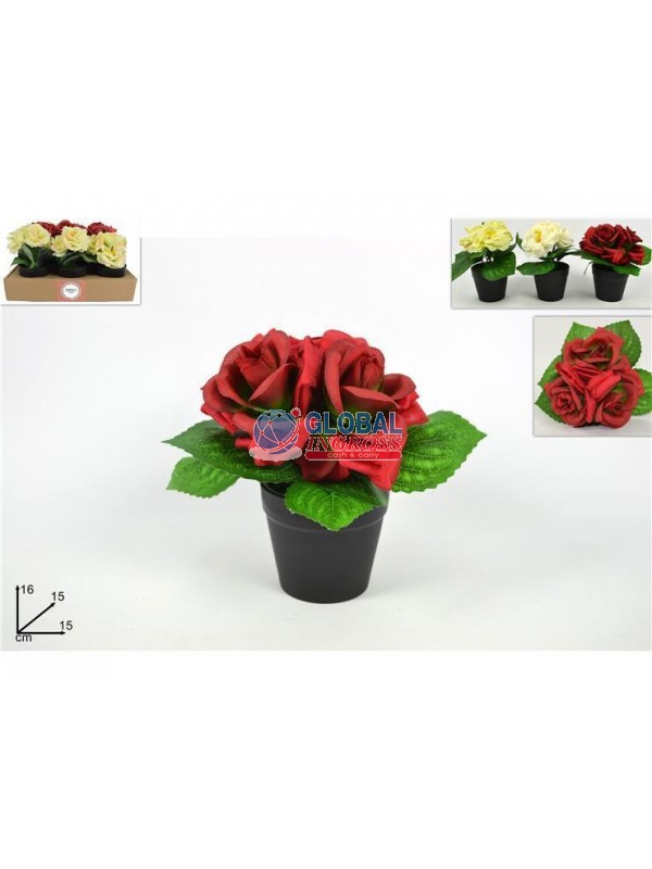 PIANTINA C/3 ROSE