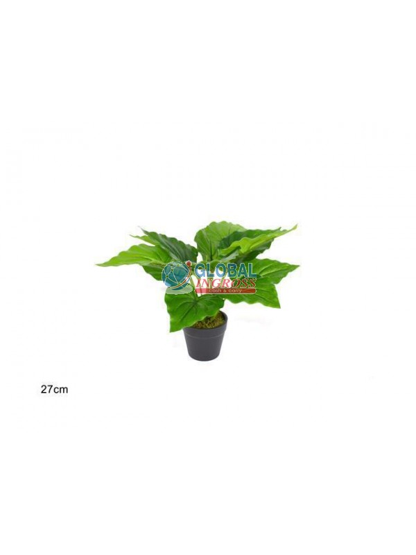 PIANTA FOGLIA LARGA 27cm