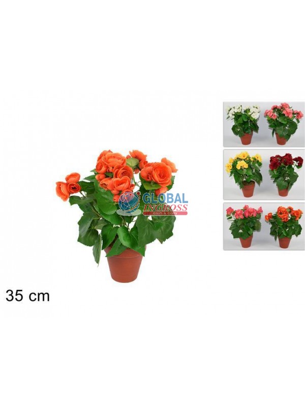 PIANTA FIORI 7 STELI