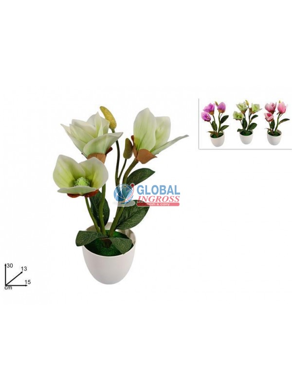 PIANTA ORCHIDEA COL.ASS.