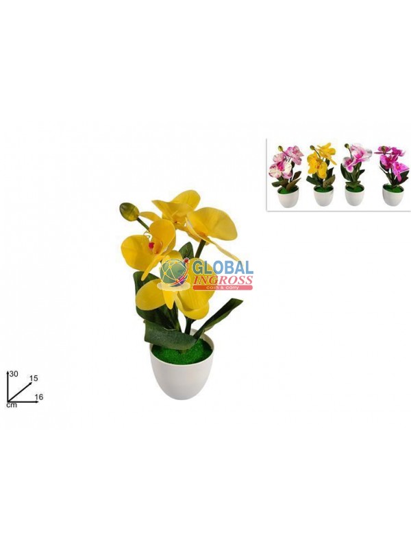 PIANTA ORCHIDEA COL.ASS.
