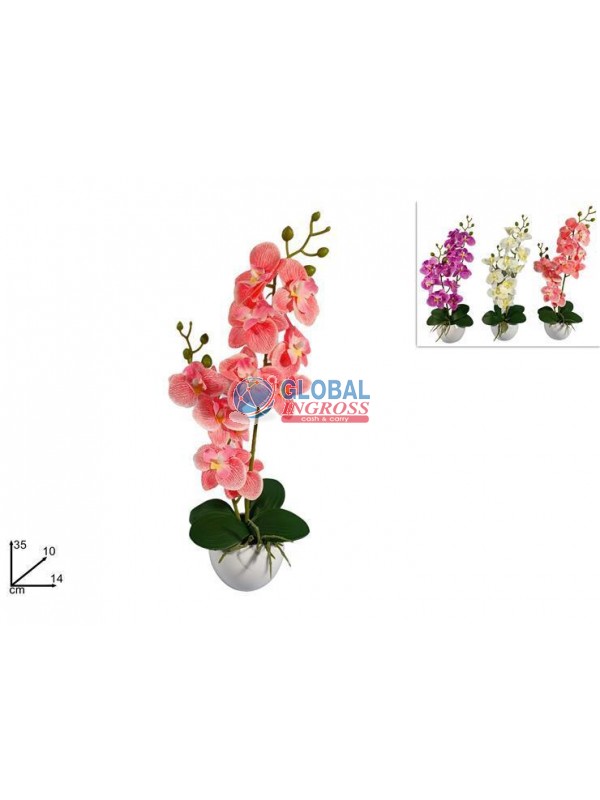 PIANTA ORCHIDEA COL.ASS.