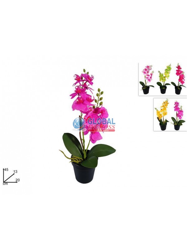 PIANTA ORCHIDEA COL.ASS.