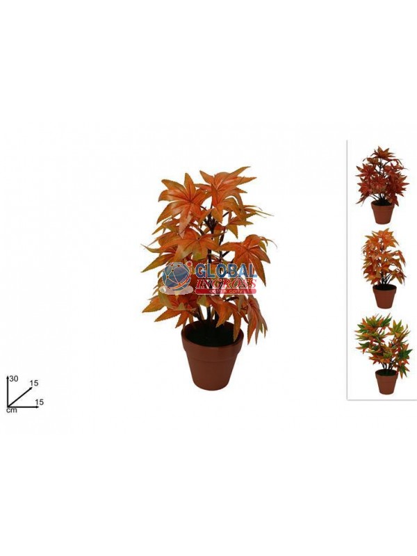 PIANTINA AUTUNNALE ASS.