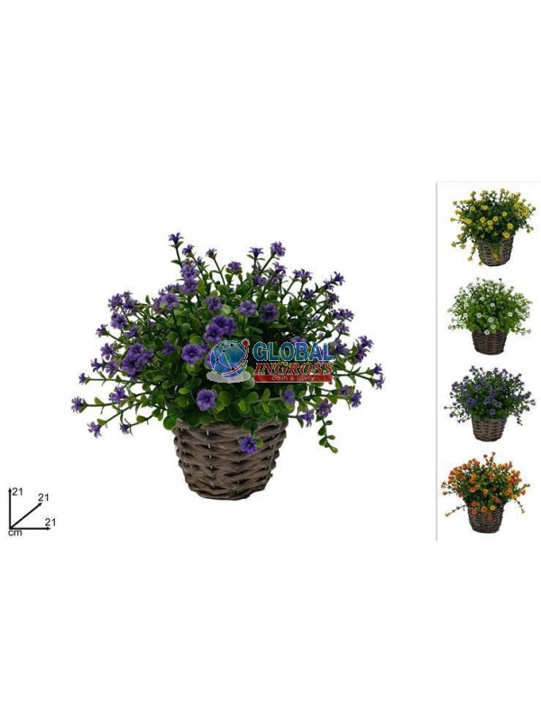 PIANTINA FIORELLINI COL.ASS.