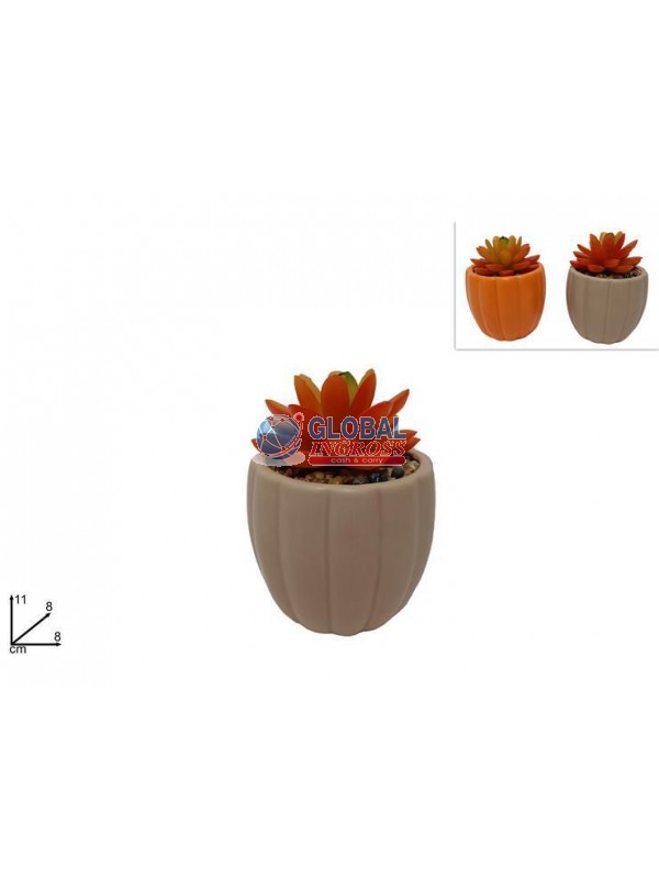 PIANTINA GRASSA AUTUNNALE ASS.