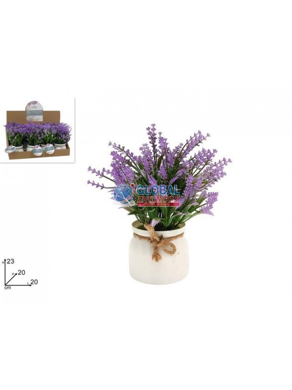 PIANTINA LAVANDA