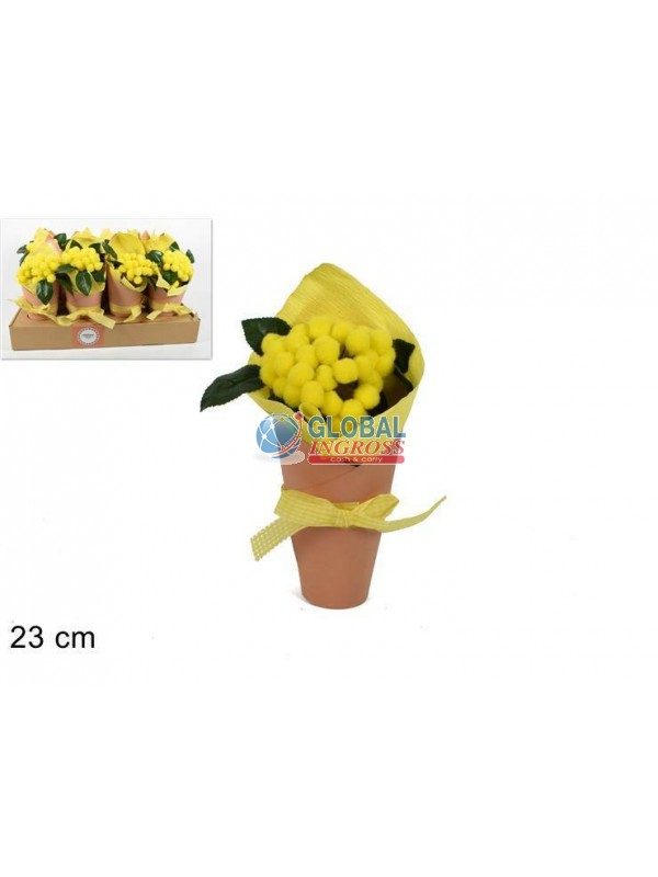 PIANTINA MIMOSA C/CARTONCINO